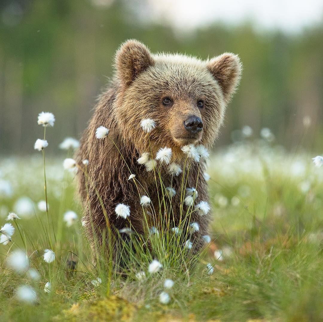 bear cub for bear conservation