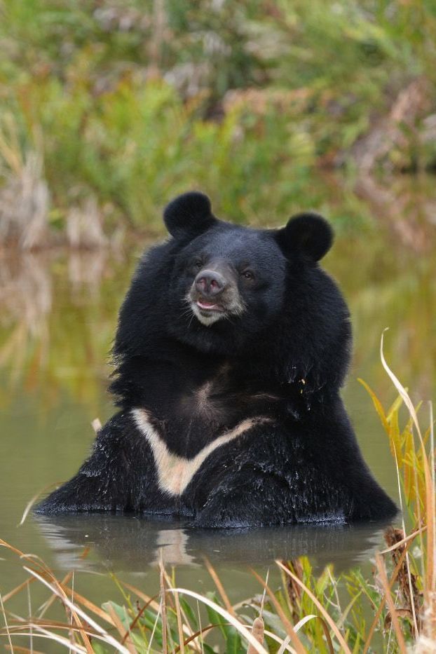 asian black bear