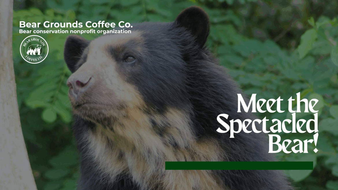 Spectacled Bear Andean Bear